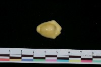 藏品(黃寶螺)的圖片